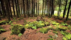 Nature Trees moss forests