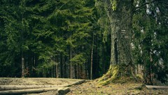 Nature Trees moss forests pine trees