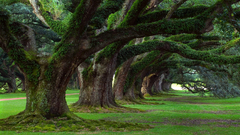 Nature Trees moss giant baumriesen