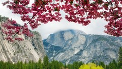 Nature Trees Mountains