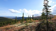 Nature Trees Mountains