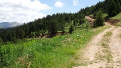 Nature Trees Mountains Green roads forests