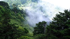 Nature Trees Mountains hills Taiwan forests