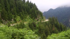 Nature Trees Mountains jungle roads forests