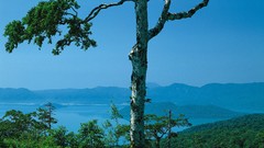 Nature Trees Mountains land