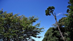Nature Trees Mountains skies