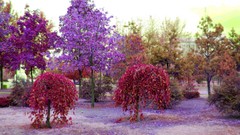 Nature Trees multicolor