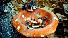 Nature Trees mushrooms hedgehogs