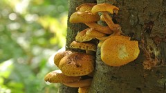 Nature Trees mushrooms Plants