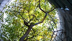 Nature Trees national geographic