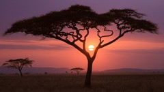 Nature Trees national geographic savanna