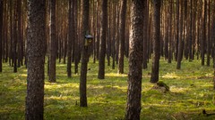 Nature Trees natural forrest