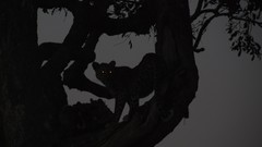 Nature Trees night branches eyes Beast silhouettes national 