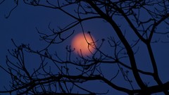 Nature Trees night branches moon silhouettes depth of field