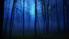 Nature Trees night forests