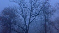 Nature Trees night mist forests