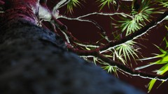 Nature Trees night palm trees worms eye view