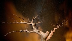 Nature Trees night Stars Milky Way skyscapes