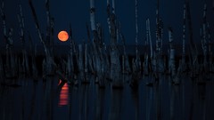 Nature Trees night water moon