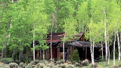 Nature Trees old Colorado Aspen cabin