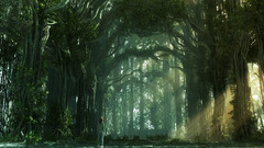 Nature Trees old sunlight