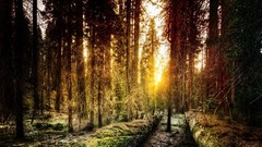 Nature Trees outdoors