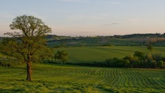 Nature Trees outdoors forests