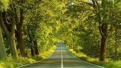 Nature Trees outdoors forests