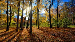 Nature Trees outdoors forests