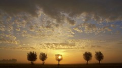 Nature Trees outdoors sunset