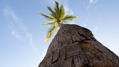Nature Trees palm trees
