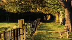 Nature Trees Park bench fences sunlight