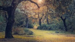 nature Trees Park filter forest