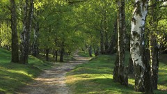Nature Trees Parks forests
