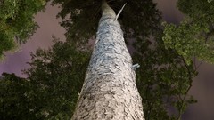 Nature Trees Parks skies night sky