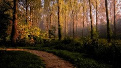 Nature Trees path forests
