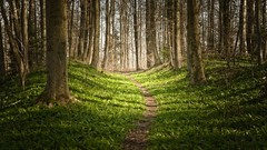 Nature Trees paths