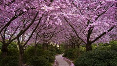 Nature Trees paths cherry blossoms