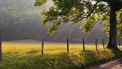 Nature Trees paths fields