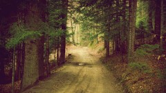 Nature Trees paths forests
