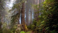 Nature Trees paths mist forests