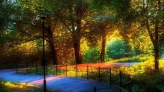 Nature Trees paths outdoors