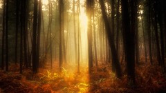 Nature Trees peace forests