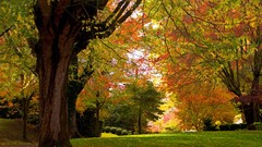 Nature Trees photograph