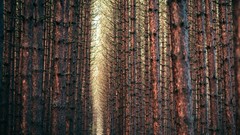 Nature Trees pine trees