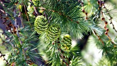 Nature Trees pinecones