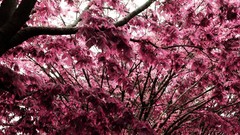 Nature Trees pink