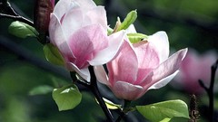 Nature Trees pink flowers