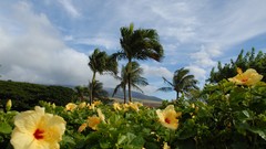 Nature Trees planets hibiscus