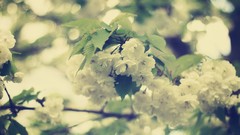 Nature Trees Plants blossoms
